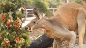 Natale, gli auguri dello zoo Taronga di Sidney tra koala e canguri