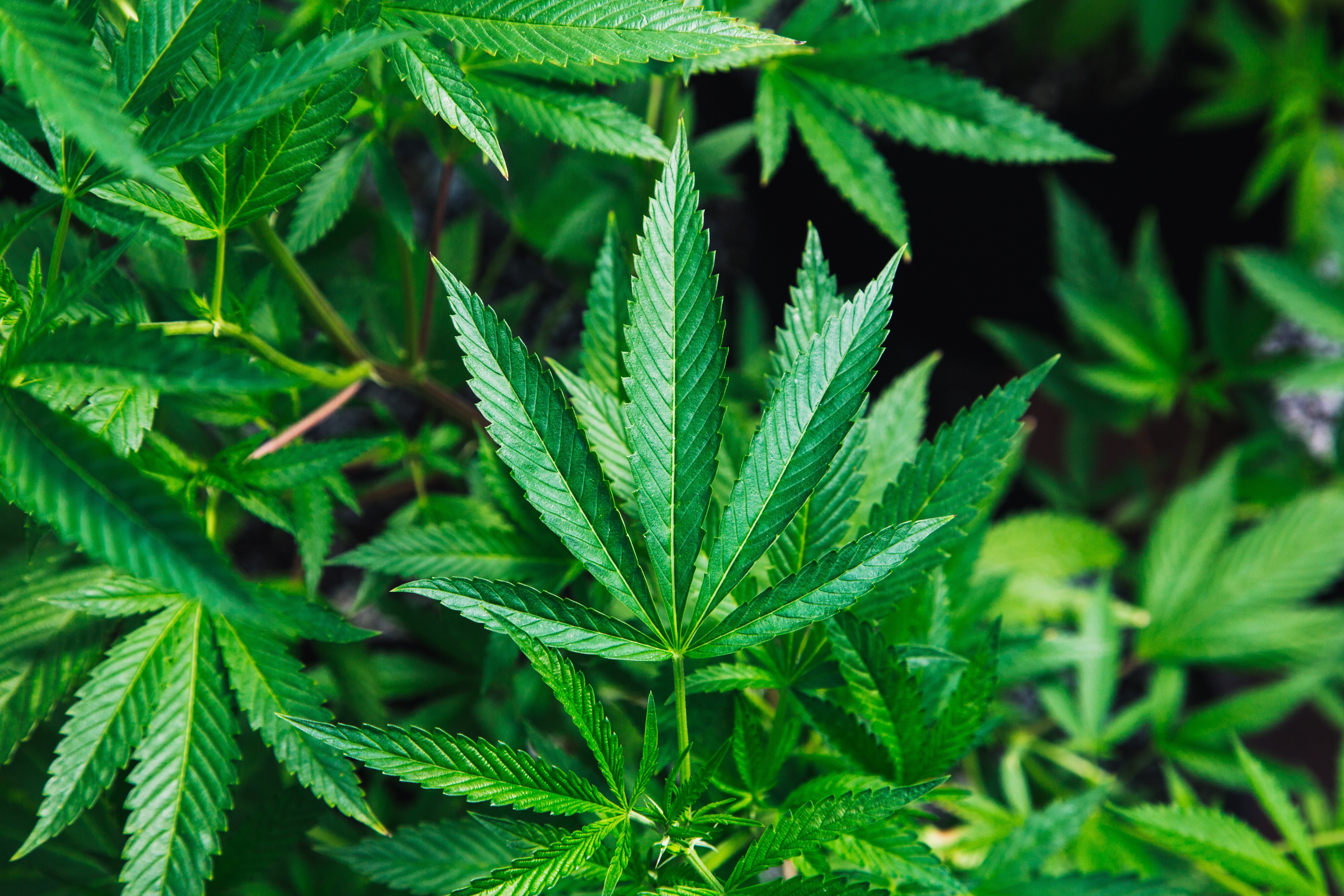 Cannabis, Cassazione: Coltivare in casa per uso personale non è reato