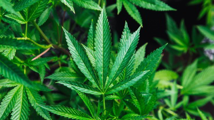 Cannabis, Cassazione: Coltivare in casa per uso personale non è reato