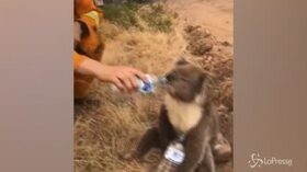 Incendi Australia: koala assetato, un vigile del fuoco gli dà da bere