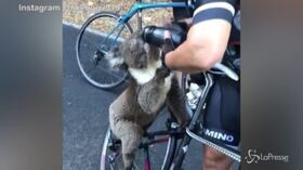Australia, la ciclista disseta il koala in fuga dagli incendi