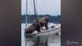 Usa: leoni marini in relax su una barca a vela, l’imbarcazione rischia di affondare