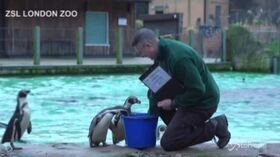 Lo zoo di Londra chiuso per inventario: censiti oltre 20mila animali
