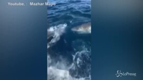 Florida, all’amo abbocca uno squalo da 450 chili: il video è virale