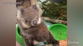 Australia, baby koala orfani salvati dalle fiamme