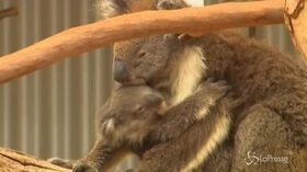 Koala colpiti dagli incendi, gli australiani si prodigano per salvarli