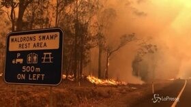 Australia in fiamme, allarme WWF: 8000 koala dispersi