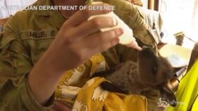 Roghi Australia, l’esercito cura i cuccioli feriti