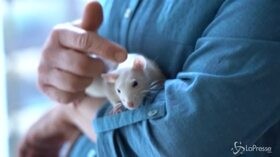 Londra, scrittrice americana vive con 36 topi domestici
