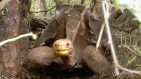 800 figli e 80 anni in cattività: la tartaruga Diego torna a casa alle Galapagos