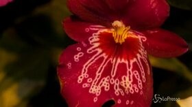 Mosca: fuori la neve, dentro migliaia di orchidee