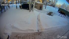 Alaska, si chiude nel locale spazzatura per sfuggire a un’alce