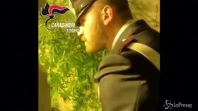 Torino: custode di una scuola e coltivatore di marijuana