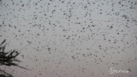 Invasione di locuste nell’Africa orientale, a rischio la sicurezza alimentare