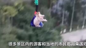 Fanno fare il bungee jumping a un maiale, il crudele spettacolo in un parco in Cina