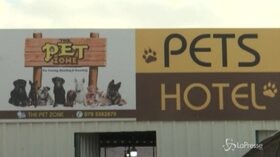 Giordania: ad Amman un hotel per il benessere dei cani