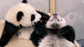 Zoo di Berlino, due baby panda pronti per la loro prima uscita