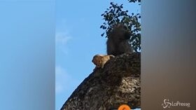 Kruger Park, cucciolo di leone rapito dal babbuino
