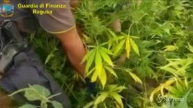 Ragusa: sequestrata piantagione di marijuana da 7mila piante