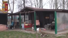 Pordenone, truffa in un canile: sottratti all’adozione oltre 400 cani