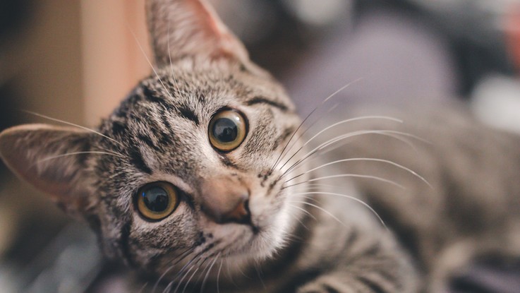 Festa Nazionale del Gatto: l'Enpa festeggia con un'iniziativa