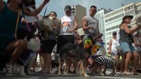 Brasile, a Rio è carnevale anche per gli amici a quattro zampe