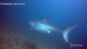 Il video dell’enorme squalo bianco in Florida