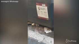 Monnezza a Roma, città invasa dai ratti