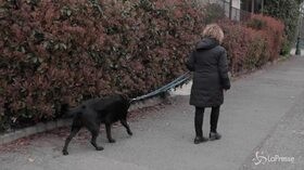 Coronavirus, a spasso con il cane. Se no rischio multa