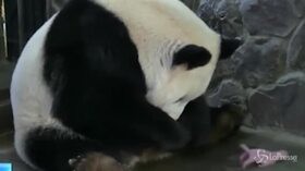 Cina, le immagini della prima coppia di panda nati in cattività nel 2020
