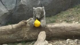 Coronavirus, lo zoo di Vienna è chiuso e il cucciolo di orso polare si diverte come un pazzo