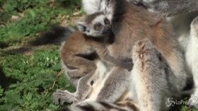 Coronavirus, la vita tranquilla dei lemuri nello Zoo di Vienna