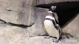La stagione degli amori per i pinguini dell’acquario di Chicago