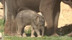 Coronavirus, allo zoo di Praga è nato un cucciolo di elefante