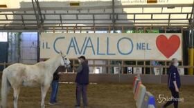 Coronavirus, terapia con i cavalli in ospedale per alleviare lo stress di medici e infermieri