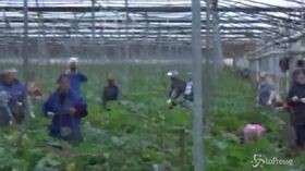 Latina, 4 euro all’ora a braccianti: arrestati due coniugi
