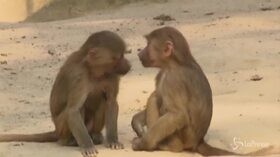 Berlino, riapre lo zoo con distanze di sicurezza