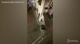 Un orso sale su un balcone in Trentino