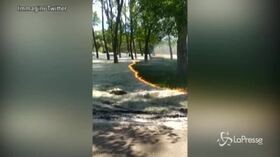 Il manto di polline brucia omogeneo lasciando prato intatto. Il video virale