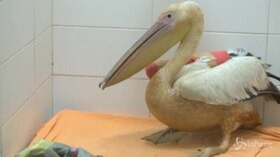Israele, soccorso un pellicano dalle piume arancioni