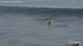 Australia, surfista morso da uno squalo: le immagini dell’attacco