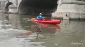 Torino: capriolo nel panico a nuoto nel Po, una canoa interviene per salvarlo