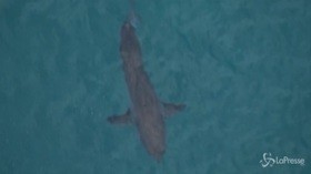 Australia, uno squalo uccide un surfista