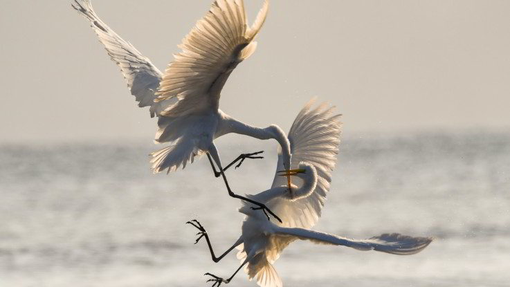 Photo by Chris Sabor
