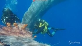 Intrappolato in una rete da pesca, le spettacolari immagini del salvataggio di un capodoglio