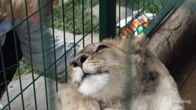 Russia, il cucciolo di leone salvato dai volontari