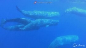 Isole Eolie, le spettacolari immagini del branco di capodogli