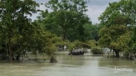 India, le piogge monsoniche allagano l’oasi naturale: morti 66 animali