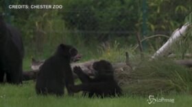 Due cuccioli di orso dagli occhiali nati allo zoo di Chester