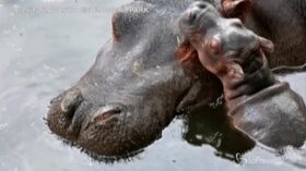 Nato cucciolo di ippopotamo in uno zoo messicano: le prime tenere immagini